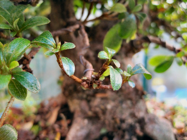 azalea bonsai pruning